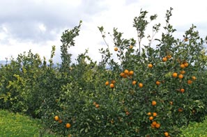 Arance rosse siciliani sugli alberi di agrumi prima del raccolto