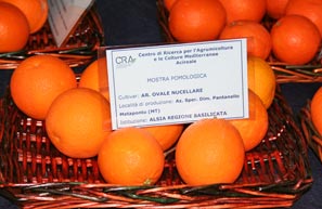 Arancia Ovale ~ Frutti siciliani