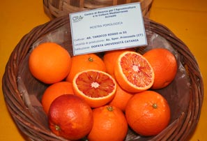 Arancia Tarocco comune ~ Frutti siciliani