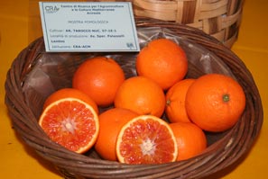 Arancia Tarocco Nucellare ~ Frutti siciliani