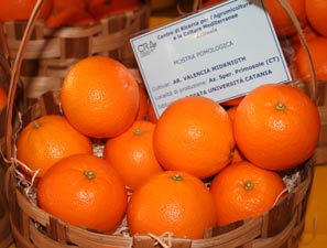 Arancia Valencia ~ Frutti siciliani