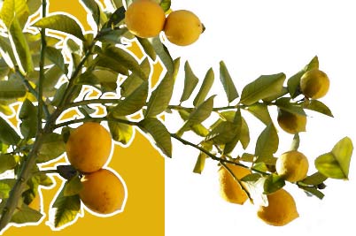 limoni di sicilia
