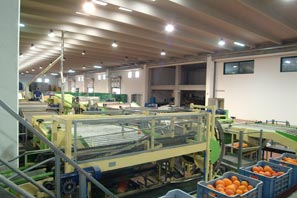 Laboratorio di lavorazione delle arance rosse siciliane e degli agrumi
