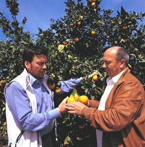 Salvatore e Aurelio Pannitteri ~ Organizzazione produttori arance rosse e frutti siciliani